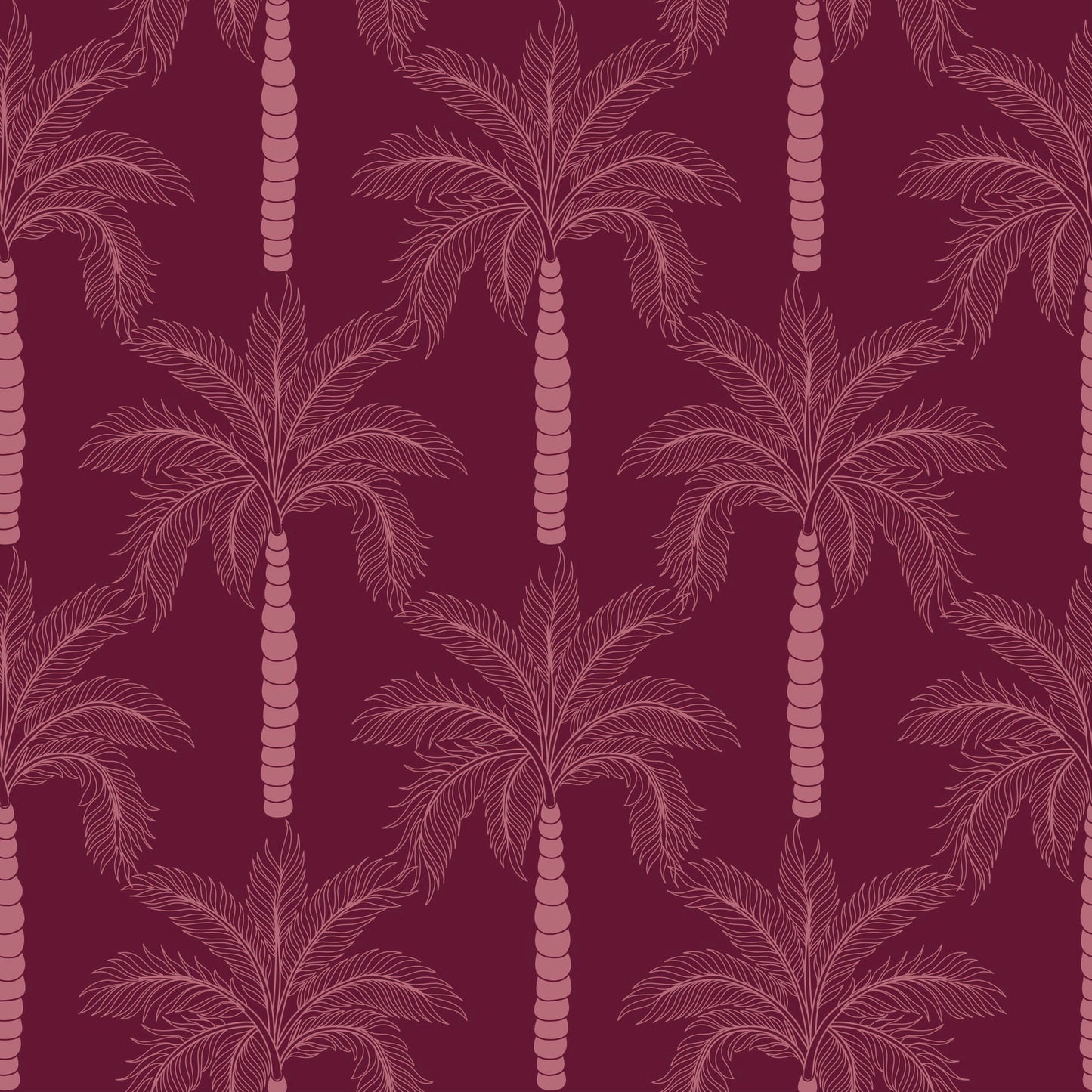 Aswan Palm