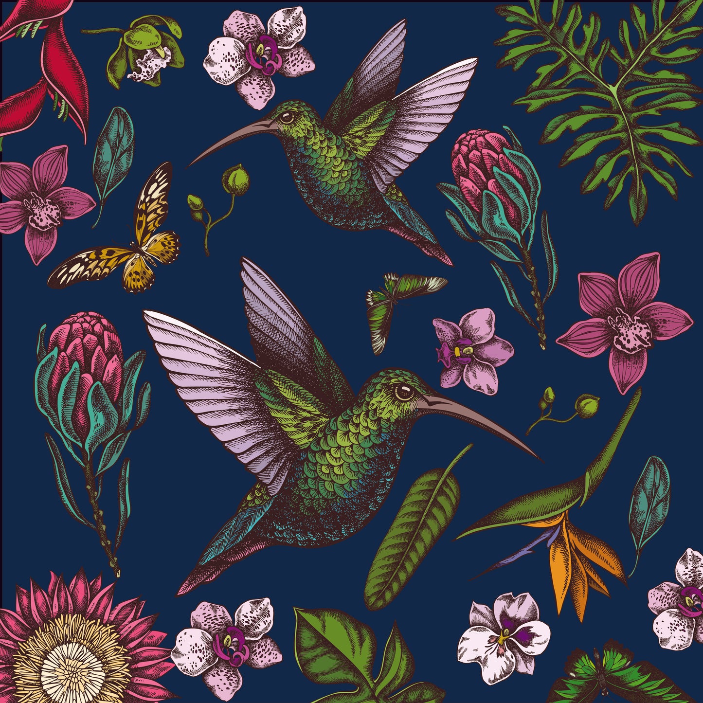 Midnight Hummingbird